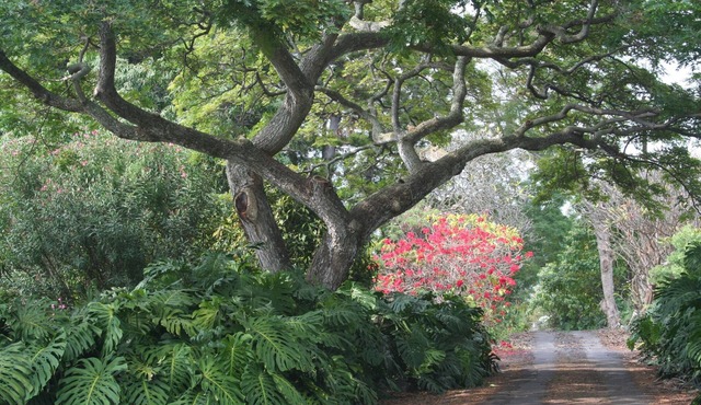 Kona Retreat 2.7 Secluded Acres - Close to Old Hawaii, Beach & Shopping! in Kailua-Kona